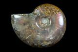 Iridescent, Red Flash Ammonite - Madagascar #82431-1